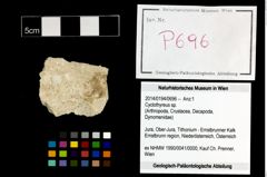 Foto (Objekt + Etikett) von Cyclothyreus sp.  (NHMW-GEO-2014-0194-0696)